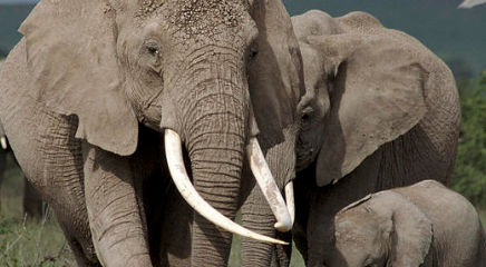 在自然界的生物中，普通非洲象与亚洲象有着怎样的区别？