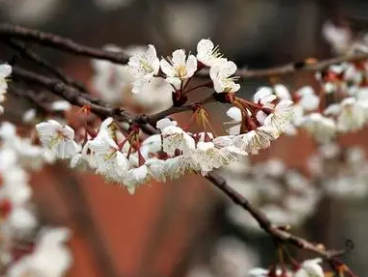 李绅所作的《新楼诗二十首·北楼樱桃花67,表达对樱桃花的赏悦之