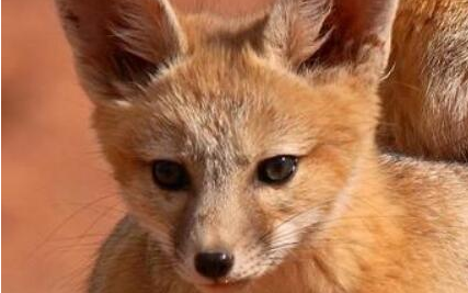 南加利福尼亚猫狐有什么生活习性？它们为何会灭绝了？