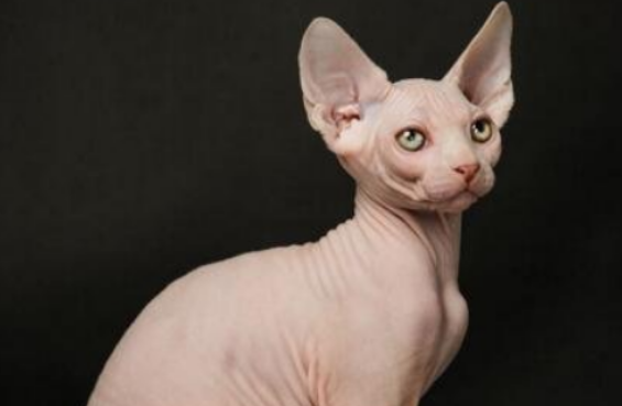 斯芬克斯猫——世界上最丑的猫