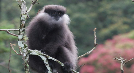 在自然界的生物中，何氏叶猴有怎样的生活习性与特征？