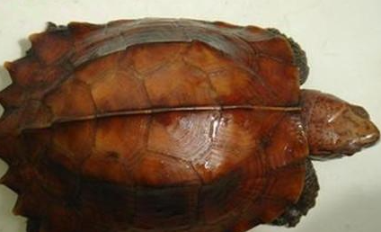 锯缘摄龟属于什么品种？有哪些生活习性呢？