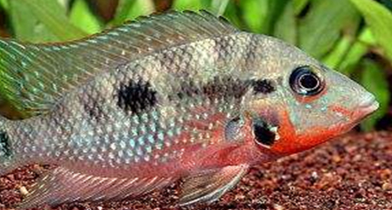 在自然界的生物中，赫氏萎鳃丽鱼喜欢怎样的栖息环境？