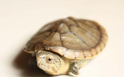 哈雷拉泥龟有哪些形态特征？一般都分布在哪里呢？