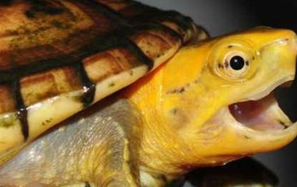 白唇泥龟属于什么品种？都有哪些喂养的技巧呢？
