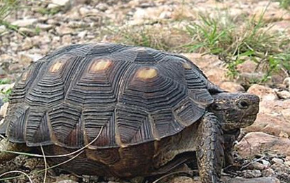 德州地鼠龟属于什么品种？都有哪些喂养的技巧呢？