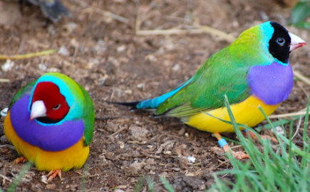 七彩文鸟：世界上最绚丽多彩的鸟类，集齐了彩虹的颜色