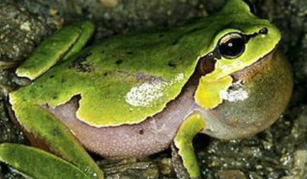 在自然界的生物中，萨氏雨蛙最喜欢在怎样的环境中生活？