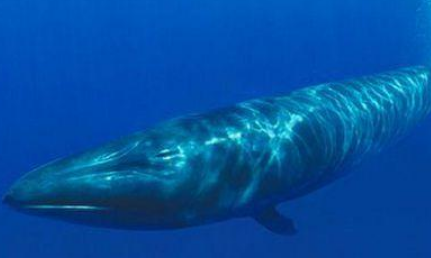 在自然界的生物中，塞鲸的游动速度究竟有多快？