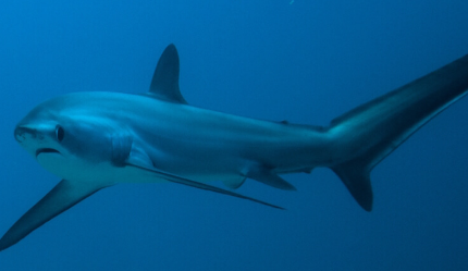 在自然界的生物中，浅海长尾鲨有怎样极为独特的狩猎方法？