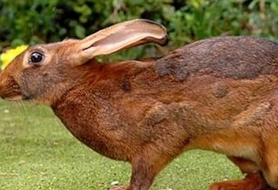 英种小型兔属于什么品种？都有哪些喂食的要点呢？