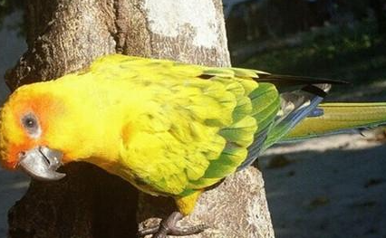 珍达锥尾鹦鹉有哪些形态特征？一般都分布在哪里呢？