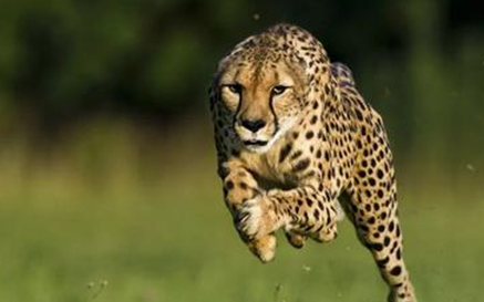 猎豹有哪些特点？为何却说它是世界上跑得最快的动物？