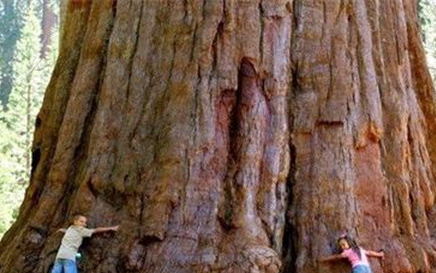 在世界上的动植物当中，巨杉为何不能做为建筑材料？