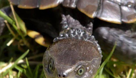 在世界上的动植物当中，澳洲短颈龟的数量为何慢慢减少？