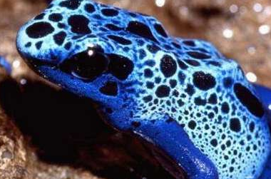 盘点世界上最毒的青蛙，钴蓝箭毒蛙上榜