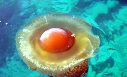蛋黄水母：世界上最可爱的水母，酷似荷包蛋