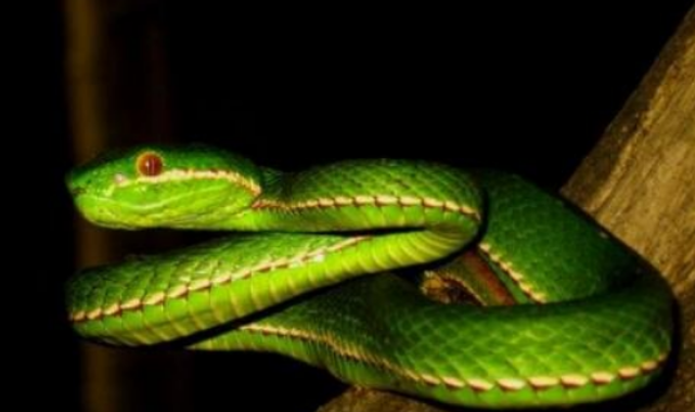 竹叶青蛇：为何被誉为最美丽的毒蛇？