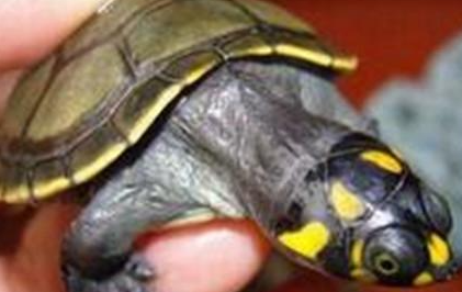 黄头侧颈龟有哪些习性？喂养时有哪些需要注意的呢？