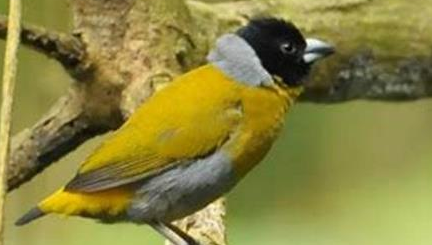 在自然界的生物中，小绿背织雀有怎样极为特别的建巢技能？