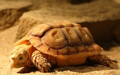 鹰嘴陆龟有哪些形态特征？一般都分布在哪里呢？