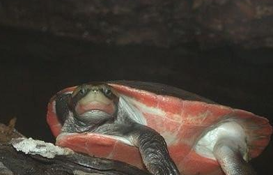 红腹短颈龟有哪些形态特征？一般都分布在哪里呢？