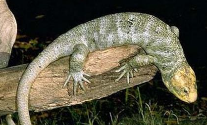 刺背鳄蜥有哪些形态特征？一般都分布在哪里呢？