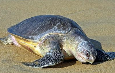 太平洋丽龟属于什么品种？有哪些生活习性呢？