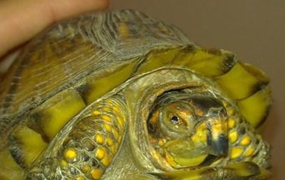 钟纹折背陆龟属于什么品种？有哪些生活习性呢？