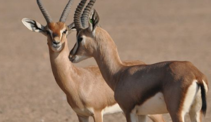 在自然界的生物中，山瞪羚的雌性与雄性在外形上有差别吗？