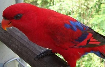 红色吸蜜鹦鹉属于什么品种？都有哪些喂食的要点呢？