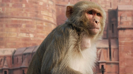 在自然界的生物中，为何说普通猕猴的食性非常广泛？