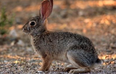 沙漠棉尾兔有哪些形态特征？一般都分布在哪里呢？
