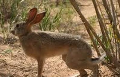 塔里木兔有哪些生活习性呢？需要怎样的饲养环境？