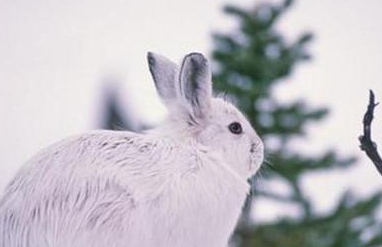 雪兔有哪些形态特征？一般都分布在哪里呢？