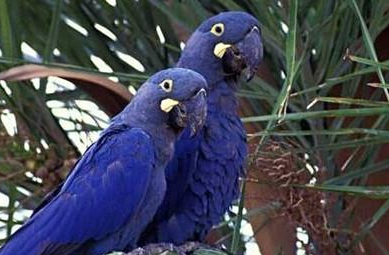 棕榈凤头鹦鹉有哪些生活习性呢？需要怎样的饲养环境？
