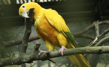 金黄锥尾鹦鹉属于什么品种？都有哪些喂食的要点呢？