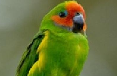 菲律宾悬吊鹦鹉有哪些习性呢？需要怎样的饲养环境？