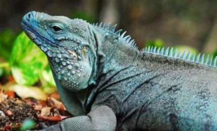 在世界上的动植物当中，蓝岩鬣蜥为何会成为全素食动物？