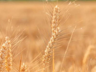 历史上有哪些描写小麦的诗作？麦子有哪些寓意？