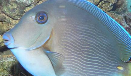 在自然界的生物中，夏威夷栉齿刺尾鱼有怎样的生活习性？