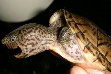 巨头麝香龟属于什么品种？都有哪些喂养的技巧呢？