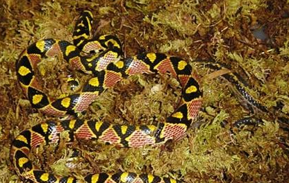 玉斑锦蛇有哪些形态特征？一般都分布在哪里呢？