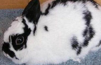 波兰兔有哪些生活习性呢？需要怎样的饲养环境？