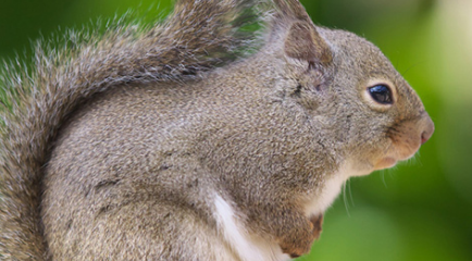 在自然界的生物中，日本松鼠最喜欢在怎样的环境中生活？