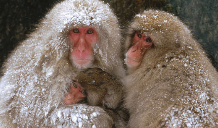 在自然界的所有生物中，日本猕猴的智商究竟有多高？