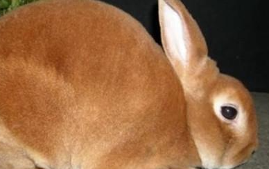 缎毛兔有哪些生活习性呢？需要怎样的饲养环境？