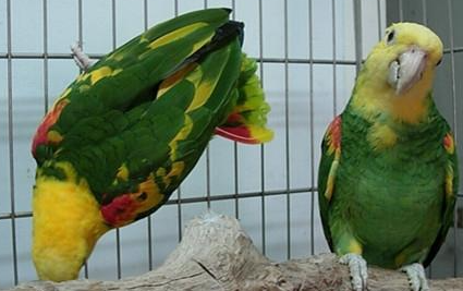 绿颊亚马逊鹦鹉有哪些形态特征？都分布在哪里呢？