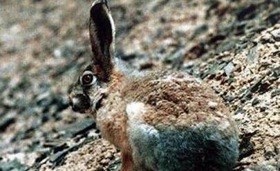 灰尾兔有哪些生活习性呢？需要怎样的饲养环境？