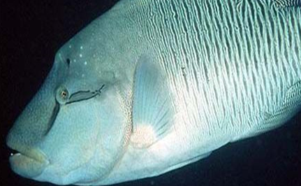在世界上的动植物当中，苏眉鱼有着怎样的经济价值？
